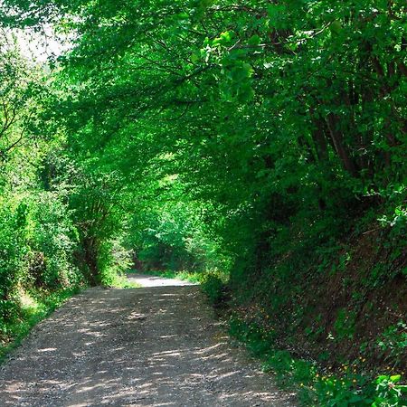 Na Okic - A Private Forest Oasis Sveti Martin pod Okicem Dış mekan fotoğraf